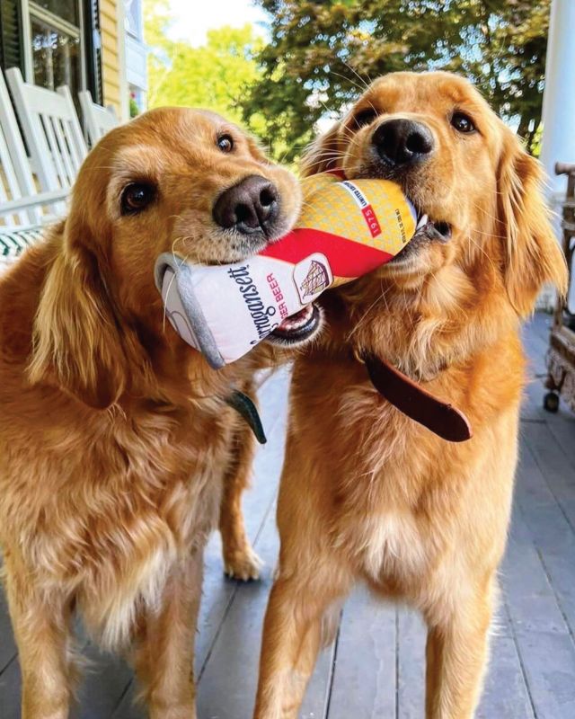 Check out our Featured Items of the Week! It’s the dog days of summer and all we want is a pup cup of beer to beat this heat. So if your dogs are barking and need a drink after your walkies, pick some today or order online through our Retailer Portal! (LINK IN BIO)

Narragansett Lager - Hi-Neighbor! Have a 'Gansett. Brewed since 1890 for a crisp, refreshingly and perfectly balanced lager flavor. Highest rated American Lager on Beer Advocate. 5% ABV

Wiseacre Tiny Bomb - This beer made is made with German & American pilsner malt and is spiked with 50lbs. of local wildflower honey. There are delicate aromas of sugar & clover wafting forth from this crisp, smooth Pale Lager. Shazam! 4.5% ABV

Abita Strawberry Lager - The juice of red, ripe Louisiana strawberries, harvested at the peak of the season, gives this crisp lager its strawberry flavor, aroma and haze. 4.2% ABV

Smuttynose Old Brown Dog - Old Brown Dog has been cited as a classic example of the American Brown Ale style of beer. Compared to a typical English Brown Ale, Old Brown Dog is fuller-bodied and more strongly hopped. 6.5% ABV

Founders Centennial IPA - Relish the citrus accents from the abundance of dry hopping. This one’s sweet, yet balanced. Malty undertones shake hands with the hop character for a finish that never turns too bitter. 7.2% ABV

Swilled Dog Wild Berry - This semi-sweet cider is bursting with blackberries, raspberries, and apples delivering a refreshing, crisp taste that can be enjoyed all year long. 6.9% ABV

Jack’s Abby Blood Orange Wheat - Blood orange oils spark bright fruity flavors complemented by wheat to make this a most refreshing beer. 4% ABV

Ardent IPA X - IPA X is dry hopped with Citra and Mosaic hops, a classic combination that provides big citrus and tropical fruit notes in both aroma and flavor. 7.1% ABV

Long Drink Traditional - Citrus soda with real liquor, all natural & gluten free. Long Drinks are a top selling alcohol category in Finland, created for the 1952 Helsinki Olympics to give an unforgettable experience to the tourists. 5.5% ABV

Bark bark sniff. Sniff sniff lick. Grr arf. Sit Bobo sit. Good boy.